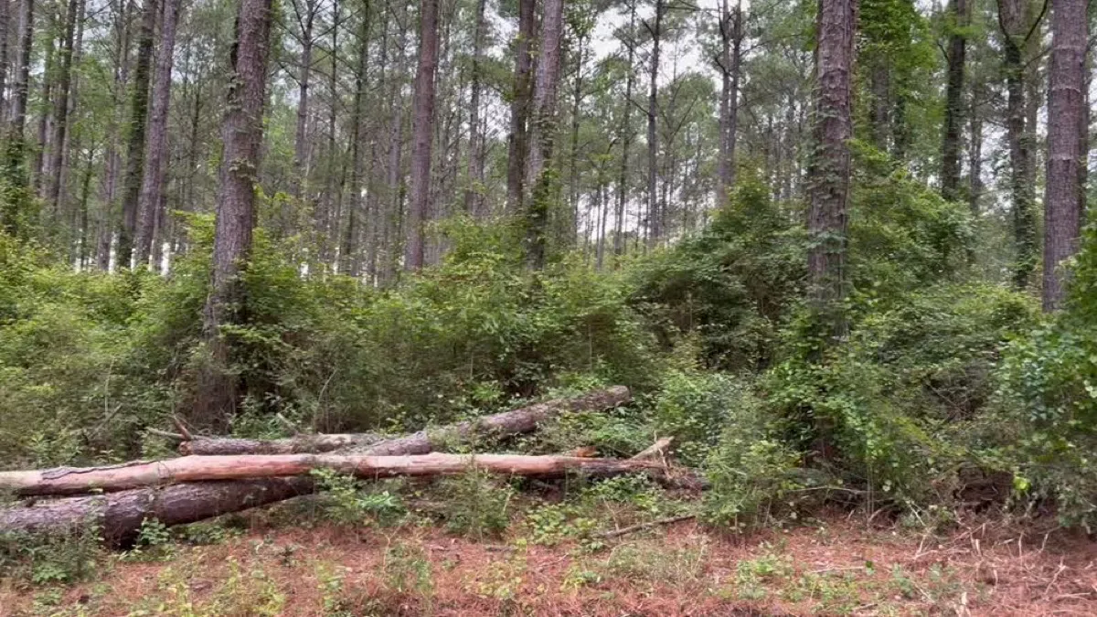 Tracked land clearing machine removing trees and brush from a wooded lot